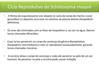 Ciclo Reprodutivo do Schistosoma masoni


A fêmea do esquistossomo vive alojada no sulco do corpo do macho ( canal
ginecóforo ) e deposita seus ovos no intestino da pessoa doente (hospedeiro
definitivo).

 Os ovos são eliminados com as fezes do hospedeiro e, ao cair na água, liberam
larvas chamadas Miracídios .
 Essas larvas penetram no corpo do caramujo do gênero Biomphalaria
(hospedeiro intermediário) e nele se reproduzem assexuadamente, gerando
larvas chamadas Cercárias .


A cercária deixa o corpo do caramujo e nada até penetrar na pele de um ser
humano. Ao penetrar na pele a cercária pode causar irritação.

 