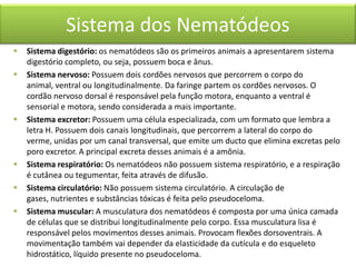 Sistema dos Nematódeos









Sistema digestório: os nematódeos são os primeiros animais a apresentarem sistema
digestório completo, ou seja, possuem boca e ânus.
Sistema nervoso: Possuem dois cordões nervosos que percorrem o corpo do
animal, ventral ou longitudinalmente. Da faringe partem os cordões nervosos. O
cordão nervoso dorsal é responsável pela função motora, enquanto a ventral é
sensorial e motora, sendo considerada a mais importante.
Sistema excretor: Possuem uma célula especializada, com um formato que lembra a
letra H. Possuem dois canais longitudinais, que percorrem a lateral do corpo do
verme, unidas por um canal transversal, que emite um ducto que elimina excretas pelo
poro excretor. A principal excreta desses animais é a amônia.
Sistema respiratório: Os nematódeos não possuem sistema respiratório, e a respiração
é cutânea ou tegumentar, feita através de difusão.
Sistema circulatório: Não possuem sistema circulatório. A circulação de
gases, nutrientes e substâncias tóxicas é feita pelo pseudoceloma.
Sistema muscular: A musculatura dos nematódeos é composta por uma única camada
de células que se distribui longitudinalmente pelo corpo. Essa musculatura lisa é
responsável pelos movimentos desses animais. Provocam flexões dorsoventrais. A
movimentação também vai depender da elasticidade da cutícula e do esqueleto
hidrostático, líquido presente no pseudoceloma.

 