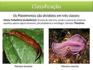 Classificação
Os Platelmintos são divididos em três classes:
Classe Turbellaria (turbelários): Animais de vida livre, sendo a maioria de ambiente
aquático, apenas alguns terrestres, são predadores e necrófagos. Exemplo: Planárias.

Planária terrestre

Planária marinha

 