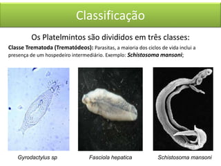 Classificação
Os Platelmintos são divididos em três classes:
Classe Trematoda (Trematódeos): Parasitas, a maioria dos ciclos de vida inclui a
presença de um hospedeiro intermediário. Exemplo: Schistosoma mansoni;

Gyrodactylus sp

Fasciola hepatica

Schistosoma mansoni

 