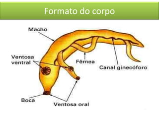 Formato do corpo

 