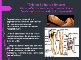 Tênia ou Solitária ( Teníase)
Taenia solium - carne de porco contaminada
Taenia saginata - carne de boi contaminada
• Corpos longos, achatados e
segmentados com uma série linear
de - conjuntos de órgãos
reprodutivos, conhecidos como
“proglótides”;
• Como o esquistossomo, as tênias
também precisam de um segundo
hospedeiros para completar o se
ciclo de vida.
• O corpo da tênia é formado por uma
série de segmentos retangulares que
contém, cada um, o aparelho
reprodutor feminino e masculino (são
hermafroditas).
 