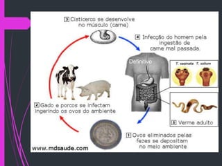 H. Intermediário
H. Definitivo
 