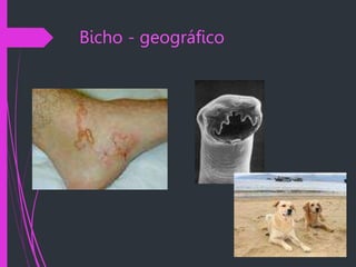 Bicho - geográfico
 