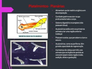 Platelmintos- Planárias
• Alimentam-sede matéria orgânica em
decomposição.
• Cavidadegastrovascular ocupa
praticamente todo o corpo.
• Sistema digestório incompleto (não
possuem ânus).
• As planáriasestão entreos primeiros
animaisa ter uma regiãoanterior.
(cabeça)
• Possuem ocelos, que percebem o claro e
escuro.
• As planárias,como os poríferos, têm
grandecapacidade deregeneração.
• A presença da cabeça permitiu aos
animaisque os órgãos do sentido se
concentrassem nesta região(visão,
audição, olfato e gustação).
 