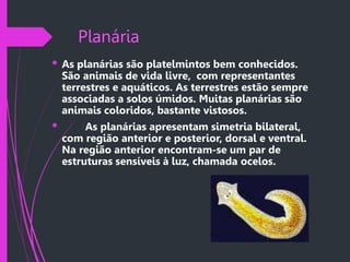Planária
 As planárias são platelmintos bem conhecidos.
São animais de vida livre, com representantes
terrestres e aquáticos. As terrestres estão sempre
associadas a solos úmidos. Muitas planárias são
animais coloridos, bastante vistosos.
 As planárias apresentam simetria bilateral,
com região anterior e posterior, dorsal e ventral.
Na região anterior encontram-se um par de
estruturas sensíveis à luz, chamada ocelos.
 