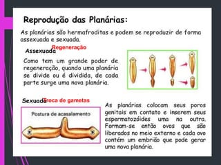 Anotar na pg 268
Regeneração
Troca de gametas
 