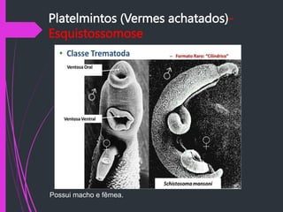 Platelmintos (Vermes achatados)-
Esquistossomose
Possui macho e fêmea.
 