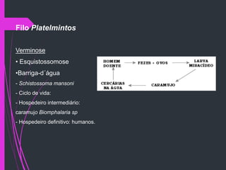 Filo Platelmintos
Verminose
• Esquistossomose
•Barriga-d´água
- Schistossoma mansoni
- Ciclo de vida:
- Hospedeiro intermediário:
caramujo Biomphalaria sp
- Hospedeiro definitivo: humanos.
 