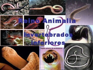 Reino Animalia Invertebrados inferiores Ciências Tassinari 
