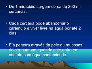 • De 1 miracídio surgem cerca de 300 mil
cercárias.
• Cada cercária pode abandonar o
caramujo e viver livre na água por até 2
dias.
• Ela penetra através da pele ou mucosas
do ser humano, quando este entra em
contato com água contaminada.

 
