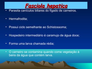 Fasciola hepatica

• Parasita canículos biliares do fígado de carneiros.
• Hermafrodita;
• Possui ciclo semelhante ao Schistossoma;
• Hospedeiro intermediário é caramujo de água doce;
• Forma uma larva chamada rédia;
• O carneiro se contamina quando come vegetação à
beira da água que contém larva.

 
