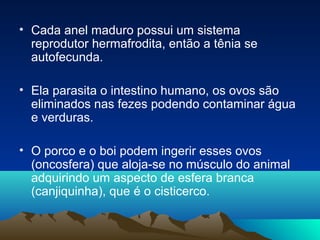 • Cada anel maduro possui um sistema
reprodutor hermafrodita, então a tênia se
autofecunda.
• Ela parasita o intestino humano, os ovos são
eliminados nas fezes podendo contaminar água
e verduras.
• O porco e o boi podem ingerir esses ovos
(oncosfera) que aloja-se no músculo do animal
adquirindo um aspecto de esfera branca
(canjiquinha), que é o cisticerco.

 