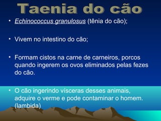 • Echinococcus granulosus (tênia do cão);
• Vivem no intestino do cão;
• Formam cistos na carne de carneiros, porcos
quando ingerem os ovos eliminados pelas fezes
do cão.
• O cão ingerindo vísceras desses animais,
adquire o verme e pode contaminar o homem.
(lambida)

 