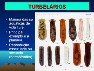 TURBELÁRIOS
• Maioria das sp
aquáticas de
vida livre.
• Principal
exemplo é a
planária.
• Reprodução
assexuada ou
sexuada
(hermafrodita)

 