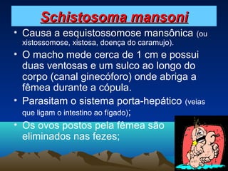 Schistosoma mansoni
• Causa a esquistossomose mansônica

(ou

xistossomose, xistosa, doença do caramujo).

• O macho mede cerca de 1 cm e possui
duas ventosas e um sulco ao longo do
corpo (canal ginecóforo) onde abriga a
fêmea durante a cópula.
• Parasitam o sistema porta-hepático (veias
que ligam o intestino ao fígado);
• Os ovos postos pela fêmea são
eliminados nas fezes;

 