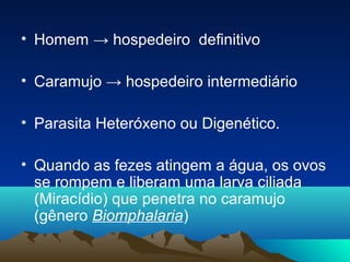 • Homem → hospedeiro definitivo
• Caramujo → hospedeiro intermediário
• Parasita Heteróxeno ou Digenético.
• Quando as fezes atingem a água, os ovos
se rompem e liberam uma larva ciliada
(Miracídio) que penetra no caramujo
(gênero Biomphalaria)

 