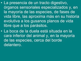 • La presencia de un tracto digestivo,
órganos sensoriales especializados y, en
la mayoría de las especies, de fases de
vida libre, las aproxima más en su historia
evolutiva a los gusanos planos de vida
libre que a los parásitos.
• La boca de la duela está situada en la
cara inferior del animal y, en la mayoría
de las especies, cerca del borde
delantero.
 