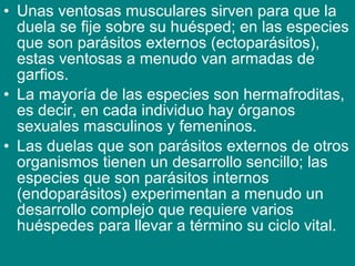 • Unas ventosas musculares sirven para que la
duela se fije sobre su huésped; en las especies
que son parásitos externos (ectoparásitos),
estas ventosas a menudo van armadas de
garfios.
• La mayoría de las especies son hermafroditas,
es decir, en cada individuo hay órganos
sexuales masculinos y femeninos.
• Las duelas que son parásitos externos de otros
organismos tienen un desarrollo sencillo; las
especies que son parásitos internos
(endoparásitos) experimentan a menudo un
desarrollo complejo que requiere varios
huéspedes para llevar a término su ciclo vital.
 