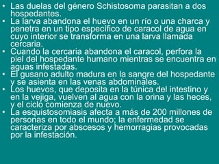 • Las duelas del género Schistosoma parasitan a dos
hospedantes.
• La larva abandona el huevo en un río o una charca y
penetra en un tipo específico de caracol de agua en
cuyo interior se transforma en una larva llamada
cercaria.
• Cuando la cercaria abandona el caracol, perfora la
piel del hospedante humano mientras se encuentra en
aguas infestadas.
• El gusano adulto madura en la sangre del hospedante
y se asienta en las venas abdominales.
• Los huevos, que deposita en la túnica del intestino y
en la vejiga, vuelven al agua con la orina y las heces,
y el ciclo comienza de nuevo.
• La esquistosomiasis afecta a más de 200 millones de
personas en todo el mundo; la enfermedad se
caracteriza por abscesos y hemorragias provocadas
por la infestación.
 