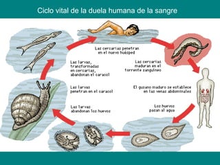 Ciclo vital de la duela humana de la sangre
 