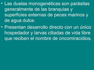 • Las duelas monogenéticas son parásitas
generalmente de las branquias y
superficies externas de peces marinos y
de agua dulce.
• Presentan desarrollo directo con un único
hospedador y larvas ciliadas de vida libre
que reciben el nombre de oncomiracidios.
 