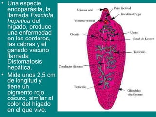 • Una especie
endoparásita, la
llamada Fasciola
hepatica del
hígado, produce
una enfermedad
en los corderos,
las cabras y el
ganado vacuno
llamada
Distomatosis
hepática.
• Mide unos 2,5 cm
de longitud y
tiene un
pigmento rojo
oscuro, similar al
color del hígado
en el que vive.
 