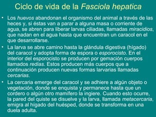 Ciclo de vida de la Fasciola hepatica
• Los huevos abandonan el organismo del animal a través de las
heces y, si éstas van a parar a alguna masa o corriente de
agua, se abren para liberar larvas ciliadas, llamadas miracidios,
que nadan en el agua hasta que encuentran un caracol en el
que desarrollarse.
• La larva se abre camino hasta la glándula digestiva (hígado)
del caracol y adopta forma de espora o esporocisto. En el
interior del esporocisto se producen por gemación cuerpos
llamados redias. Estos producen más cuerpos que a
continuación producen nuevas formas larvarias llamadas
cercarias.
• La cercaria emerge del caracol y se adhiere a algún objeto o
vegetación, donde se enquista y permanece hasta que un
cordero o algún otro mamífero la ingiere. Cuando esto ocurre,
la pared del quiste se disuelve y la larva, llamada metacercaria,
emigra al hígado del huésped, donde se transforma en una
duela adulta.
 