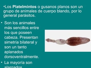 • Son los animales
más sencillos entre
los que poseen
cabeza. Presentan
simetría bilateral y
son un tanto
aplanados
dorsoventralmente.
• La mayoría son
•Los Platelmintos o gusanos planos son un
grupo de animales de cuerpo blando, por lo
general parásitos.
 