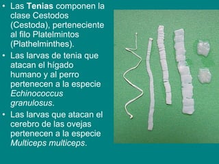 • Las Tenias componen la
clase Cestodos
(Cestoda), perteneciente
al filo Platelmintos
(Plathelminthes).
• Las larvas de tenia que
atacan el hígado
humano y al perro
pertenecen a la especie
Echinococcus
granulosus.
• Las larvas que atacan el
cerebro de las ovejas
pertenecen a la especie
Multiceps multiceps.
 