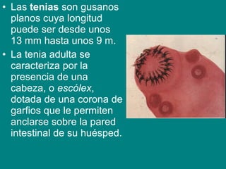 • Las tenias son gusanos
planos cuya longitud
puede ser desde unos
13 mm hasta unos 9 m.
• La tenia adulta se
caracteriza por la
presencia de una
cabeza, o escólex,
dotada de una corona de
garfios que le permiten
anclarse sobre la pared
intestinal de su huésped.
 