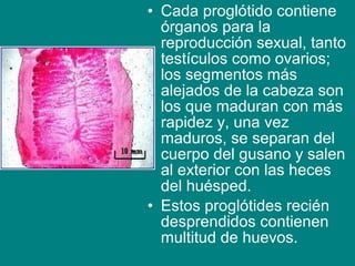 • Cada proglótido contiene
órganos para la
reproducción sexual, tanto
testículos como ovarios;
los segmentos más
alejados de la cabeza son
los que maduran con más
rapidez y, una vez
maduros, se separan del
cuerpo del gusano y salen
al exterior con las heces
del huésped.
• Estos proglótides recién
desprendidos contienen
multitud de huevos.
 