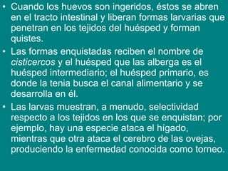 • Cuando los huevos son ingeridos, éstos se abren
en el tracto intestinal y liberan formas larvarias que
penetran en los tejidos del huésped y forman
quistes.
• Las formas enquistadas reciben el nombre de
cisticercos y el huésped que las alberga es el
huésped intermediario; el huésped primario, es
donde la tenia busca el canal alimentario y se
desarrolla en él.
• Las larvas muestran, a menudo, selectividad
respecto a los tejidos en los que se enquistan; por
ejemplo, hay una especie ataca el hígado,
mientras que otra ataca el cerebro de las ovejas,
produciendo la enfermedad conocida como torneo.
 