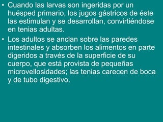 • Cuando las larvas son ingeridas por un
huésped primario, los jugos gástricos de éste
las estimulan y se desarrollan, convirtiéndose
en tenias adultas.
• Los adultos se anclan sobre las paredes
intestinales y absorben los alimentos en parte
digeridos a través de la superficie de su
cuerpo, que está provista de pequeñas
microvellosidades; las tenias carecen de boca
y de tubo digestivo.
 