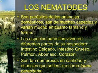 LOS NEMATODES
• Son parásitos de los animales
domésticos, son de muchas especies y
varían mucho en cuanto tamaño y
forma.
• Las especias parásitas viven en
diferentes partes de su hospedero:
Intestino Delgado, Intestino Grueso,
Pulmón, Abomaso, Corazón.
• Son tan numerosos en cantidad y
especies que se les cita como fauna
parasitaria.
 