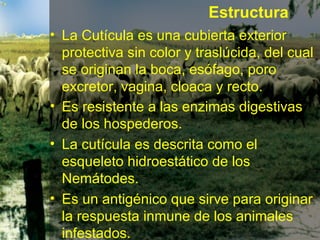 • La Cutícula es una cubierta exterior
protectiva sin color y traslúcida, del cual
se originan la boca, esófago, poro
excretor, vagina, cloaca y recto.
• Es resistente a las enzimas digestivas
de los hospederos.
• La cutícula es descrita como el
esqueleto hidroestático de los
Nemátodes.
• Es un antigénico que sirve para originar
la respuesta inmune de los animales
infestados.
Estructura
 