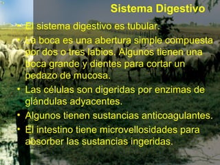• El sistema digestivo es tubular.
• La boca es una abertura simple compuesta
por dos o tres labios. Algunos tienen una
boca grande y dientes para cortar un
pedazo de mucosa.
• Las células son digeridas por enzimas de
glándulas adyacentes.
• Algunos tienen sustancias anticoagulantes.
• El intestino tiene microvellosidades para
absorber las sustancias ingeridas.
Sistema Digestivo
 