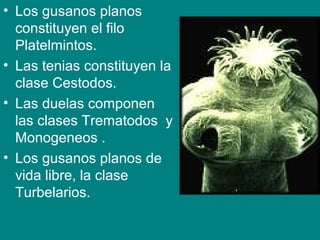 • Los gusanos planos
constituyen el filo
Platelmintos.
• Las tenias constituyen la
clase Cestodos.
• Las duelas componen
las clases Trematodos y
Monogeneos .
• Los gusanos planos de
vida libre, la clase
Turbelarios.
 