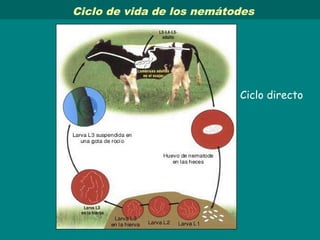 Ciclo de vida de los nemátodes
Ciclo directo
 