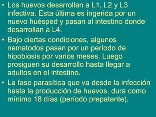 • Los huevos desarrollan a L1, L2 y L3
infectiva. Esta última es ingerida por un
nuevo huésped y pasan al intestino donde
desarrollan a L4.
• Bajo ciertas condiciones, algunos
nematodos pasan por un período de
hipobiosis por varios meses. Luego
prosiguen su desarrollo hasta llegar a
adultos en el intestino.
• La fase parasítica que va desde la infección
hasta la producción de huevos, dura como
mínimo 18 días (período prepatente).
 