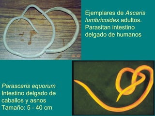 Ejemplares de Ascaris
lumbricoides adultos.
Parasitan intestino
delgado de humanos
Parascaris equorum
Intestino delgado de
caballos y asnos
Tamaño: 5 - 40 cm
 