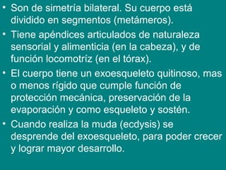 • Son de simetría bilateral. Su cuerpo está
dividido en segmentos (metámeros).
• Tiene apéndices articulados de naturaleza
sensorial y alimenticia (en la cabeza), y de
función locomotríz (en el tórax).
• El cuerpo tiene un exoesqueleto quitinoso, mas
o menos rígido que cumple función de
protección mecánica, preservación de la
evaporación y como esqueleto y sostén.
• Cuando realiza la muda (ecdysis) se
desprende del exoesqueleto, para poder crecer
y lograr mayor desarrollo.
 