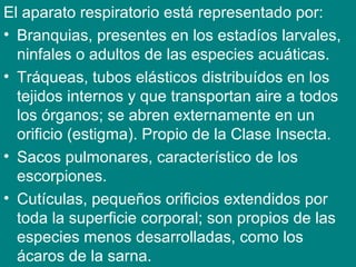 El aparato respiratorio está representado por:
• Branquias, presentes en los estadíos larvales,
ninfales o adultos de las especies acuáticas.
• Tráqueas, tubos elásticos distribuídos en los
tejidos internos y que transportan aire a todos
los órganos; se abren externamente en un
orificio (estigma). Propio de la Clase Insecta.
• Sacos pulmonares, característico de los
escorpiones.
• Cutículas, pequeños orificios extendidos por
toda la superficie corporal; son propios de las
especies menos desarrolladas, como los
ácaros de la sarna.
 