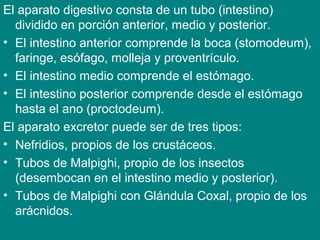 El aparato digestivo consta de un tubo (intestino)
dividido en porción anterior, medio y posterior.
• El intestino anterior comprende la boca (stomodeum),
faringe, esófago, molleja y proventrículo.
• El intestino medio comprende el estómago.
• El intestino posterior comprende desde el estómago
hasta el ano (proctodeum).
El aparato excretor puede ser de tres tipos:
• Nefridios, propios de los crustáceos.
• Tubos de Malpighi, propio de los insectos
(desembocan en el intestino medio y posterior).
• Tubos de Malpighi con Glándula Coxal, propio de los
arácnidos.
 