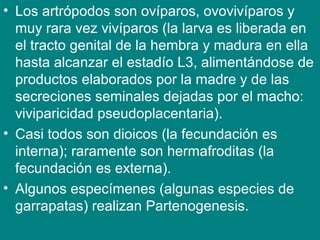 • Los artrópodos son ovíparos, ovovivíparos y
muy rara vez vivíparos (la larva es liberada en
el tracto genital de la hembra y madura en ella
hasta alcanzar el estadío L3, alimentándose de
productos elaborados por la madre y de las
secreciones seminales dejadas por el macho:
viviparicidad pseudoplacentaria).
• Casi todos son dioicos (la fecundación es
interna); raramente son hermafroditas (la
fecundación es externa).
• Algunos especímenes (algunas especies de
garrapatas) realizan Partenogenesis.
 