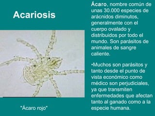 Acariosis
"Ácaro rojo"
Ácaro, nombre común de
unas 30.000 especies de
arácnidos diminutos,
generalmente con el
cuerpo ovalado y
distribuidos por todo el
mundo. Son parásitos de
animales de sangre
caliente.
•Muchos son parásitos y
tanto desde el punto de
vista económico como
médico son perjudiciales,
ya que transmiten
enfermedades que afectan
tanto al ganado como a la
especie humana.
 