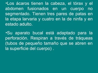 •Los ácaros tienen la cabeza, el tórax y el
abdomen fusionados en un cuerpo no
segmentado. Tienen tres pares de patas en
la etapa larvaria y cuatro en la de ninfa y en
estado adulto.
•Su aparato bucal está adaptado para la
perforación. Respiran a través de tráqueas
(tubos de pequeño tamaño que se abren en
la superficie del cuerpo) .
 