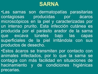 SARNA
•Las sarnas son dermatopatías parasitarias
contagiosas producidas por ácaros
microscópicos en la piel y caracterizadas por
un intenso prurito. Esta infección cutánea es
producida por el parásito arador de la sarna
que excava túneles bajo las capas
superficiales de la piel irritándola con sus
productos de desecho.
•Estos ácaros se transmiten por contacto con
animales infectados, por lo que la sarna se
contagia con más facilidad en situaciones de
hacinamiento y de condiciones higiénicas
precarias.
 