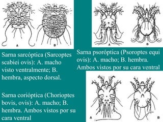 Sarna sarcóptica (Sarcoptes
scabiei ovis): A. macho
visto ventralmente; B.
hembra, aspecto dorsal.
Sarna psoróptica (Psoroptes equi
ovis): A. macho; B. hembra.
Ambos vistos por su cara ventral
Sarna corióptica (Chorioptes
bovis, ovis): A. macho; B.
hembra. Ambos vistos por su
cara ventral
 