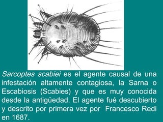 Sarcoptes scabiei es el agente causal de una
infestación altamente contagiosa, la Sarna o
Escabiosis (Scabies) y que es muy conocida
desde la antigüedad. El agente fué descubierto
y descrito por primera vez por Francesco Redi
en 1687.
 